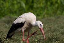 00177-White_Stork