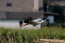 00178-White_Stork