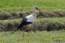 00179-White_Stork