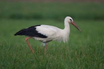 00180-White_Stork