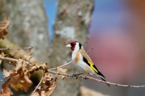 00300-European_Goldfinch