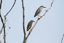 00391-Black-crowned_night_Herons