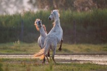 00400-Camargue_Horses