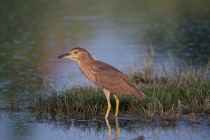 00401-Black-crowned_Night_Heron