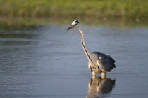 00402-Grey_Heron