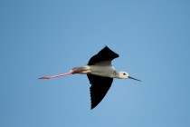 00403-Black-winged_Stilt