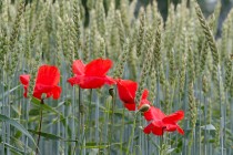 00404-Common_Poppy_and_Wheat