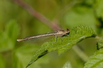 00406-Blue_Featherleg