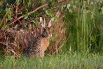 00408-Brown_Hare