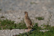 00409-Common_Quail