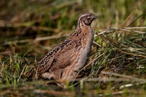 00410-Common_Quails