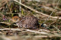 00411-Juvenile_Common_Quail