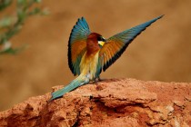 00413-European_Bee-eater