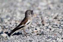 00414-White-winged_Snowfinch