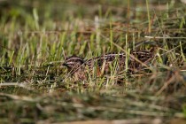 00415-Common_Quail