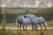 00416-Camargue_Horses