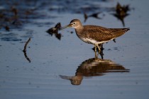 00407-Green_Sandpiper