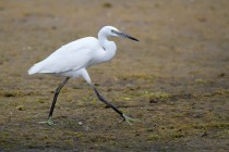 00417-Little_Egret