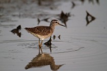 00418-Wood_Sandpiper