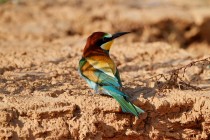 00419-European_Bee-eater