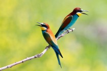 00420-European_Bee-eaters