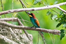 00421-European_Bee-eater