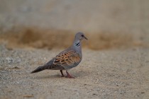 00422-European_Turtle_Dove