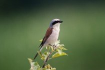 00423-Red-backed_Shrike