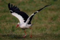 00424-White_Stork