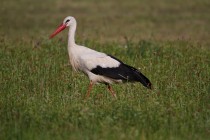 00425-White_Stork