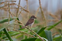 00426-Red-backed_Shrike