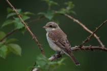 00427-Red-backed_Shrike