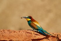 00428-European_Bee-eater