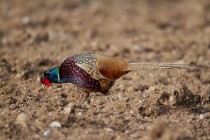 00429-Common_Pheasant