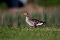 00430-Greylag_Goose