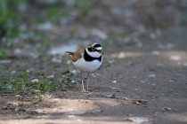 00431-Little_Ringed_Plover