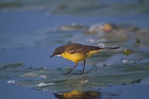 00432-Yellow_Wagtail