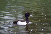 00433-Tufted_Duck