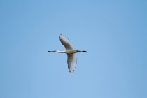 00435-Eurasian_Spoonbill