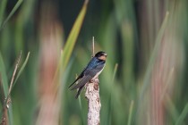 00436-Barn_Swallow