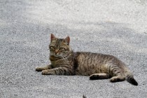 00437-Domestic_Cat