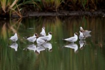 00439-Black-headed_Gull