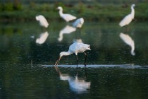 00440-Eurasian_Spoonbill