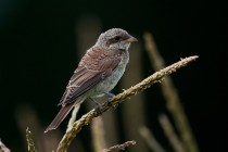 00441-Red-backed_Shrike