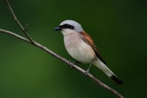 00442-Red-backed_Shrike