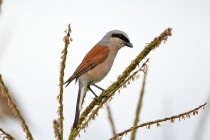 00443-Red-backed_Shrike