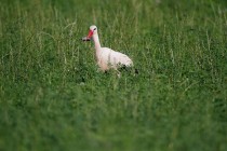 00444-White_Stork