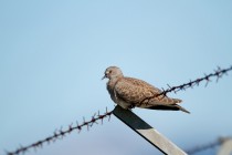 00445-European_Turtle_Dove