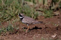 00446-Common_Ringed_Plover