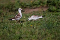 00447-Black-headed_Gulls